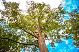 How Our Tree Care Process Works  in  Fort Pierre, SD